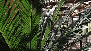 Sunlight on green palm leaves