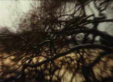 A warped image of tangled tree branches