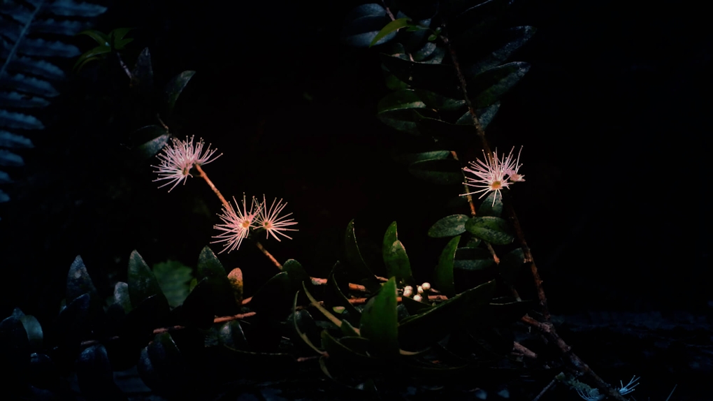 Close up of spiky flowers in the bush, set in deep shadow and as if spotlit
