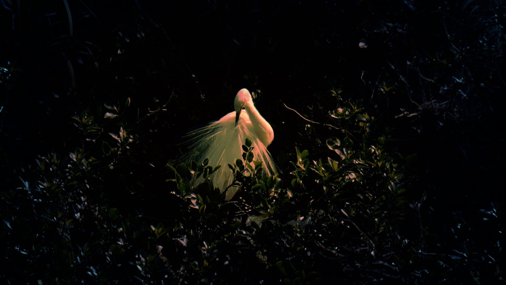 Film still of a Kōtuku, or white heron in the bush in deep shadow. The reflected light glows with an orange hue to create a mystical atmosphere