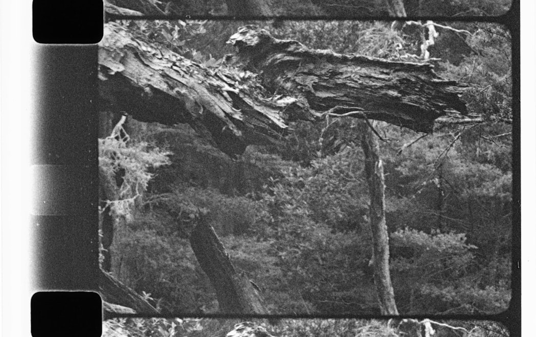 An image of a 16mm black and white film still, which depicts broken trees and a background of bush