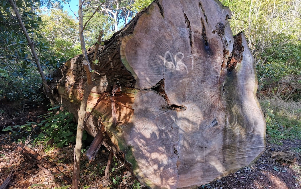 A long tree has been cut at the stump and has fallen in the forest, at the base of the tree on the exposed wood the word 'art' has been painted.