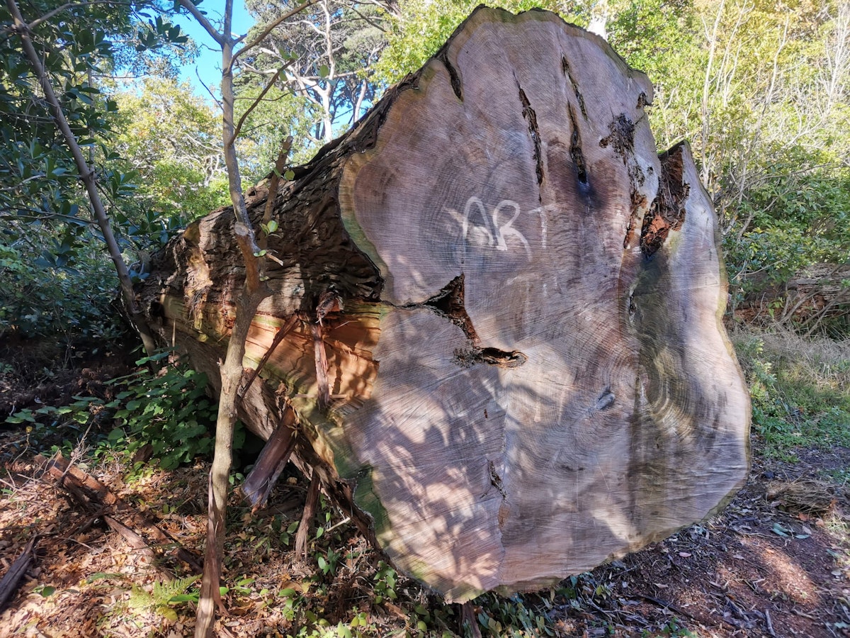 A long tree has been cut at the stump and has fallen in the forest, at the base of the tree on the exposed wood the word 'art' has been painted.