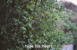A griselinia shrub, the words hide his heart are written at the bottom of the frame