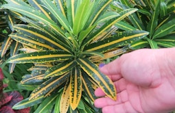 A hand reaches out and touches a yellow and green plant.
