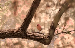 A digital scene of a small bird sitting on a branch. There is a flowery wallpaper behind the bird & tree.