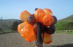 A horse stands with many large balloons attached to its sides.