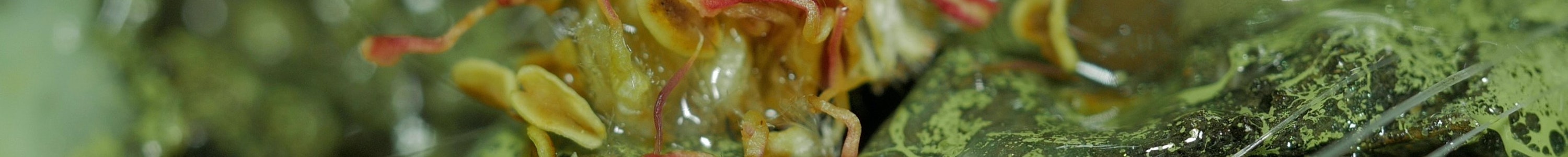 A peach coloured flower pollen-like form sits within a toxic acid-green environment. The image is very textural, wet and gooey.