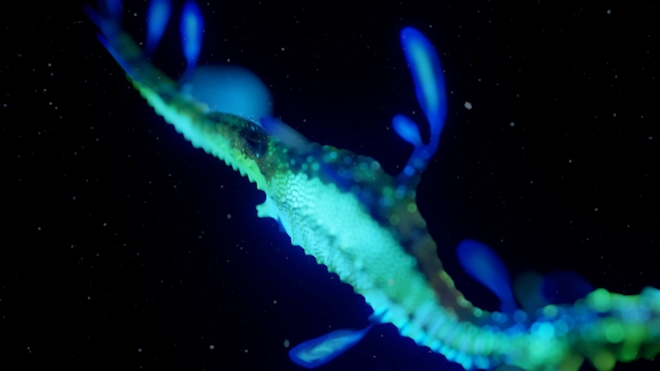 A blurred animation of a seahorse-like creature swims against a black background, which represents the depths of the ocean