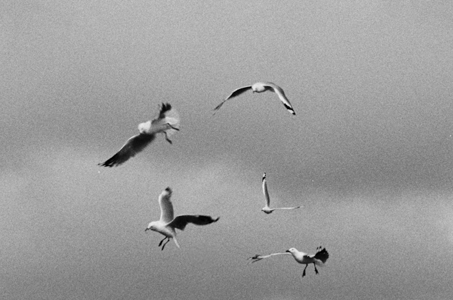 A black and white film still of five seagulls against in a grey sky