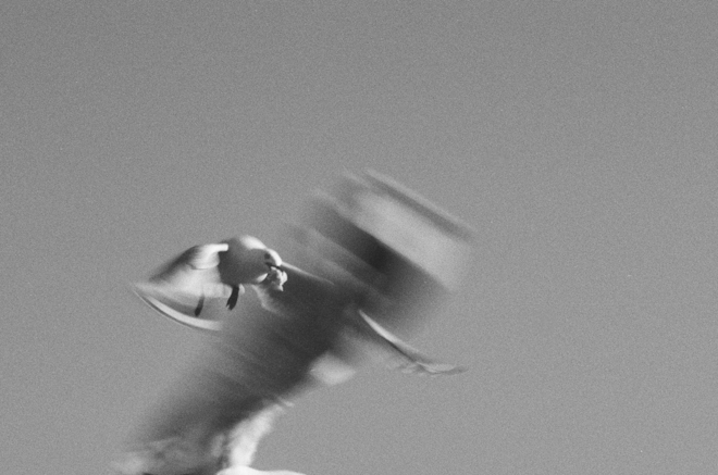 A black and white film still of a seagull in the sky