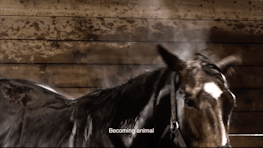 Steam rises off a horse in a stable, subtitles read "becoming animal"