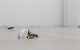 A translucent half sphere holding fragments of plants, sits on concrete floor