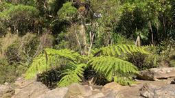 At the edge of some native New Zealand bush a large fern droops over dry brown rocks.