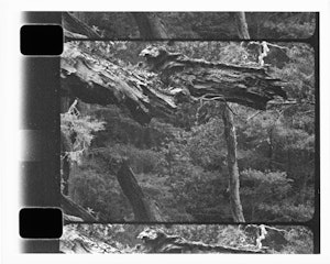 An image of a 16mm black and white film still, which depicts broken trees and a background of bush