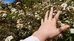 A hand reaches out to touch a bush covered in flowers.