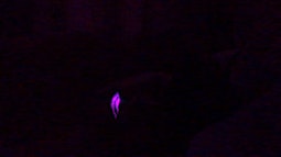 A coloured light flickers purple surrounded by black.