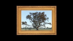 A digital painting in a gold frame of a large tree by a playing field.