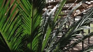 Sunlight on green palm leaves