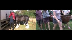 Split screen. On the left is a person feeding horses, on the right a group of 10 people carrying a paddle boat.