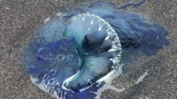A blue bottle jellyfish floats in shallow clear water.