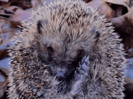 A hedgehog nessels its face into its belly amongst dead leaves in the sunlight