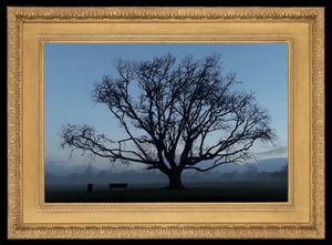 A golden frame surrounds an image of a large shadowy tree in a misty park
