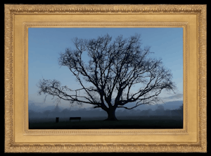 A golden frame surrounds an image of a large shadowy tree in a misty park