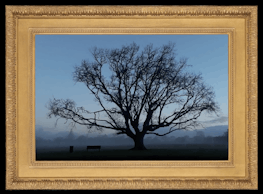 A golden frame surrounds an image of a large shadowy tree in a misty park