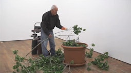 In a gallery a man cuts the leaves off a branch, they're scattered around the floor.
