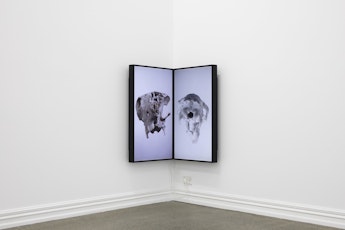 In the corner of a bare gallery two animal skulls are paired on matching LED screens