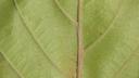 A Leaf