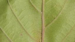 A Leaf