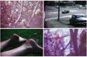 Four stills of dreamy feeling images, a close up of trees, 70s cars drivng down a street, feet on the grass in the sun, a close up of flowers