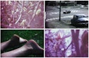 Four stills of dreamy feeling images, a close up of trees, 70s cars drivng down a street, feet on the grass in the sun, a close up of flowers