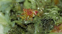 A close-up of plant matter covered in a clear thick liquid.