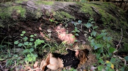 A person lies on the forest floor facing a large moss covered fallen tree. They are wearing a holey black top and are nude below the waist.
