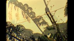 Overlayed images of ferns, trees, and a washing line.