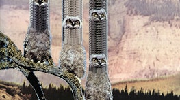 A digital collage of four owls sitting on a branch with multiple heads