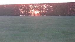 Hedge Southland