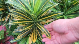A hand reaches out and touches a yellow and green plant.