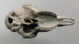A sheep skull floats and spins slowly against a grey background.