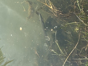 A New Zealand longfin eel swims towards the surface, partially hidden amongst water grasses and algae.