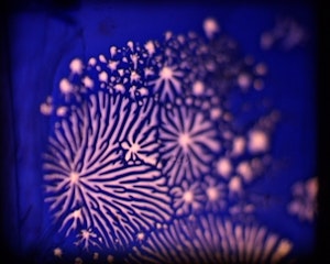 A baby pink chemical reaction which looks similar to mycelium or growth appears on a deep blue texture