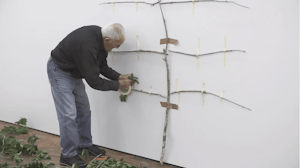 Jim Allen tapes a disjointed tree to gallery walls, taping the leaves onto the branches as part of a performance