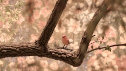 A digital scene of a small bird sitting on a branch. There is a flowery wallpaper behind the bird & tree.