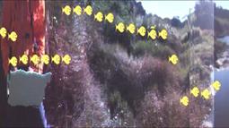 A distorted image of grasses beside a body of water. Yellow fish are superimposed swimming across the frame.