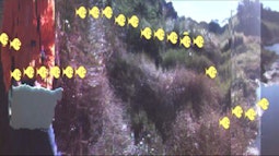A distorted image of grasses beside a body of water. Yellow fish are superimposed swimming across the frame.