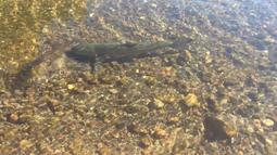 A fish swims upstream in a shallow stream.