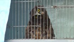 Owl Caged